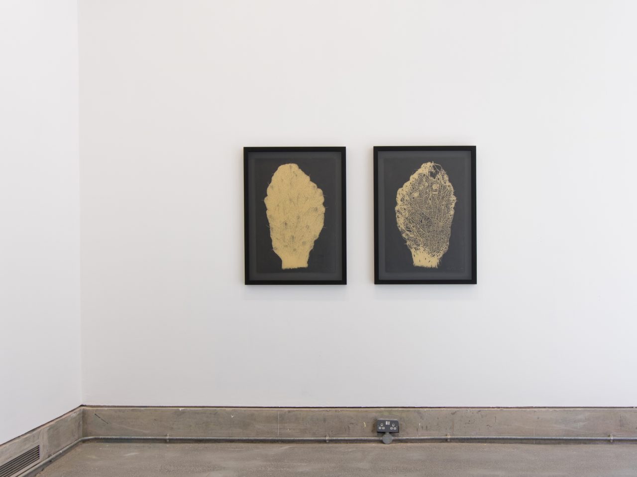 Two framed artworks on black paper, it has a large gold print of a botanical illustration of a leaf or a part of a cactus.