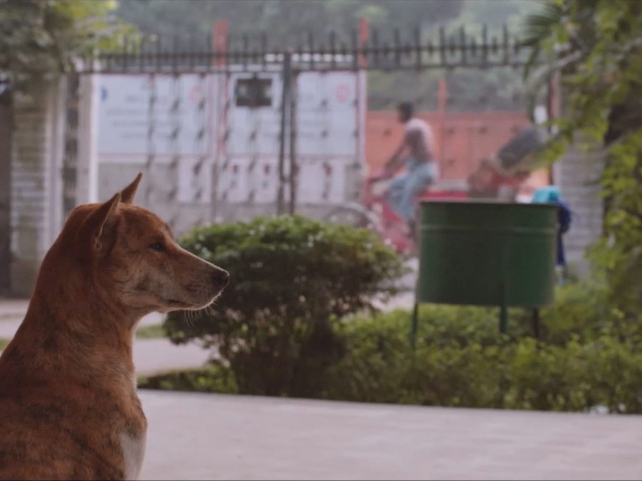 a dog looking towards the right.