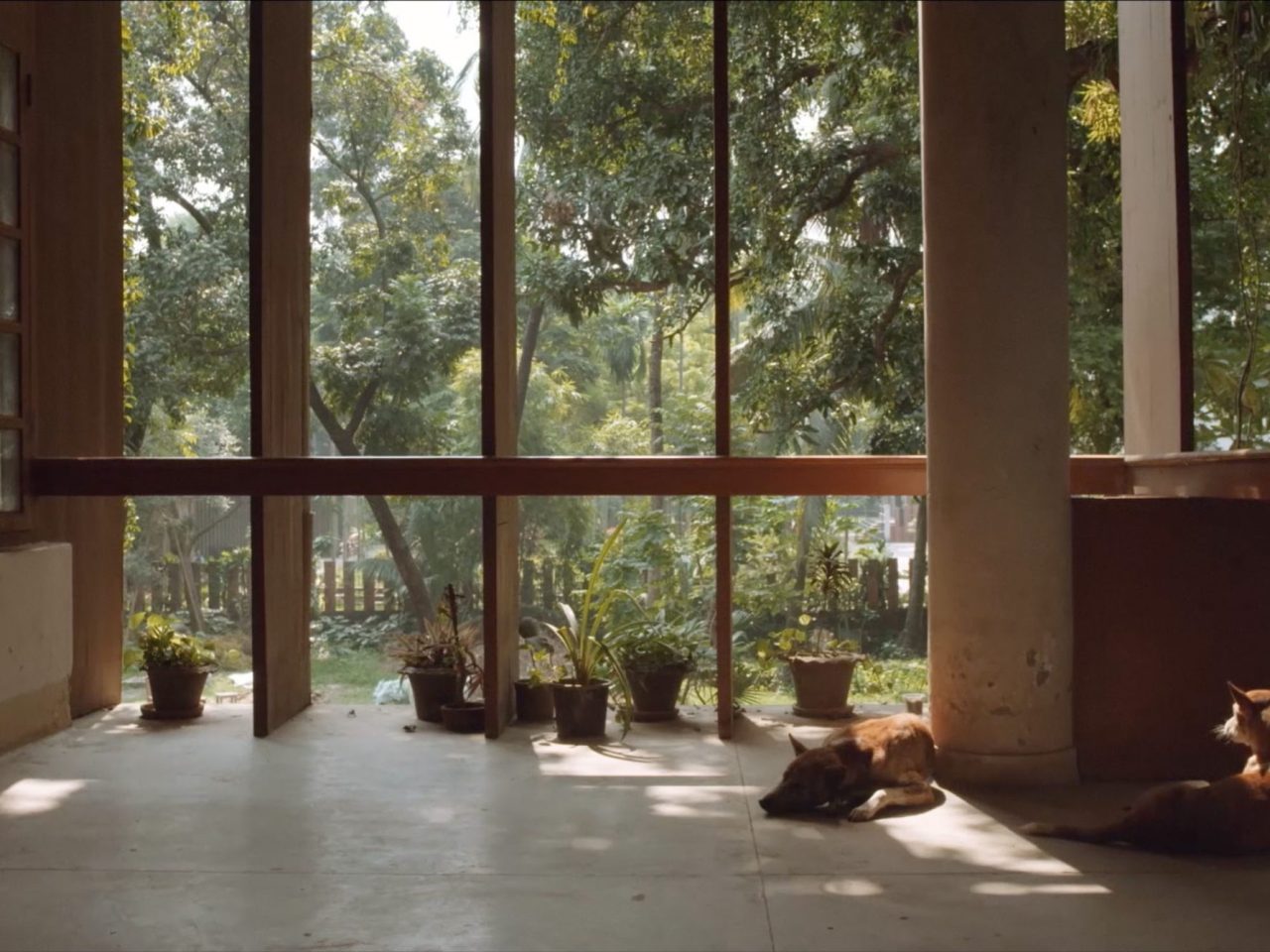 Two dogs lying on the floor in a wooden structure, within the owners garden.