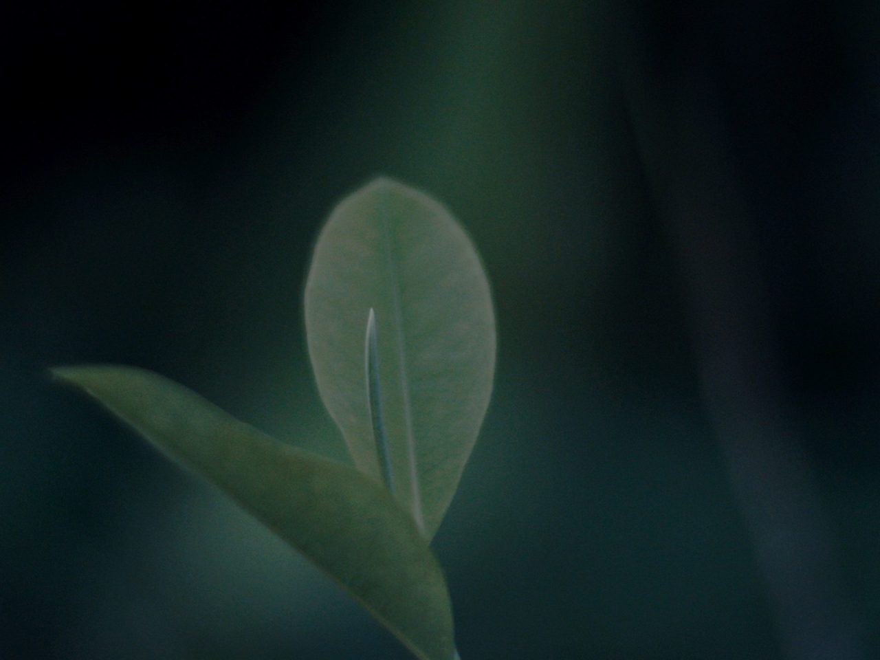 A film still of a few small leaves, outside at nighttime