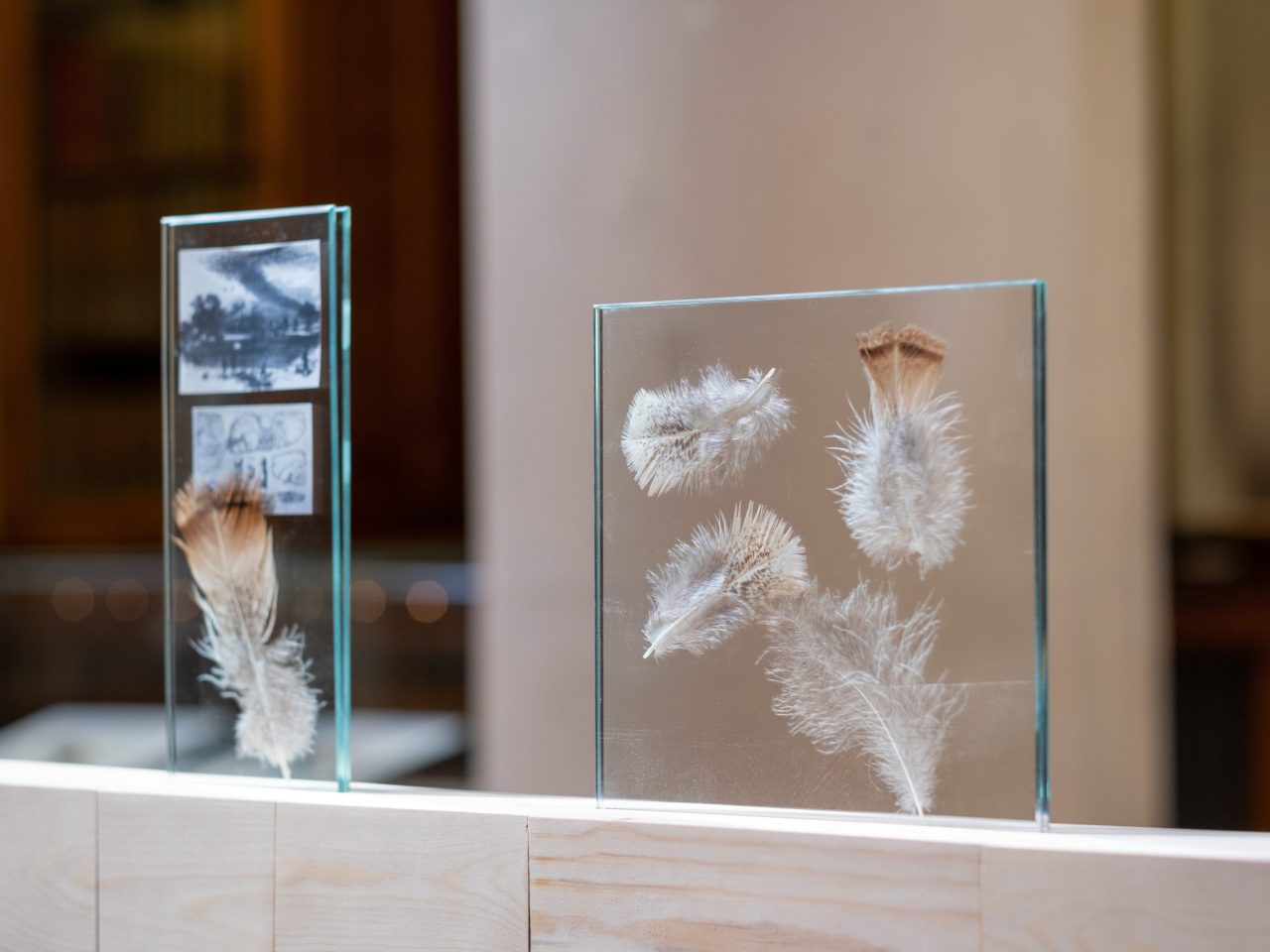 drawings and feathers trapped in standing glass.