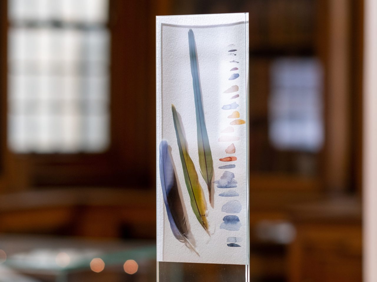 Three colourful long feathers trapped in glass with swatches of watercolour paint on paper.