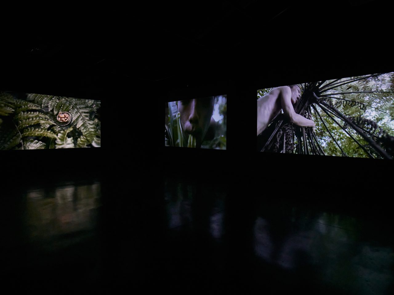 A three screen film, all with people interacting with plants in the forest