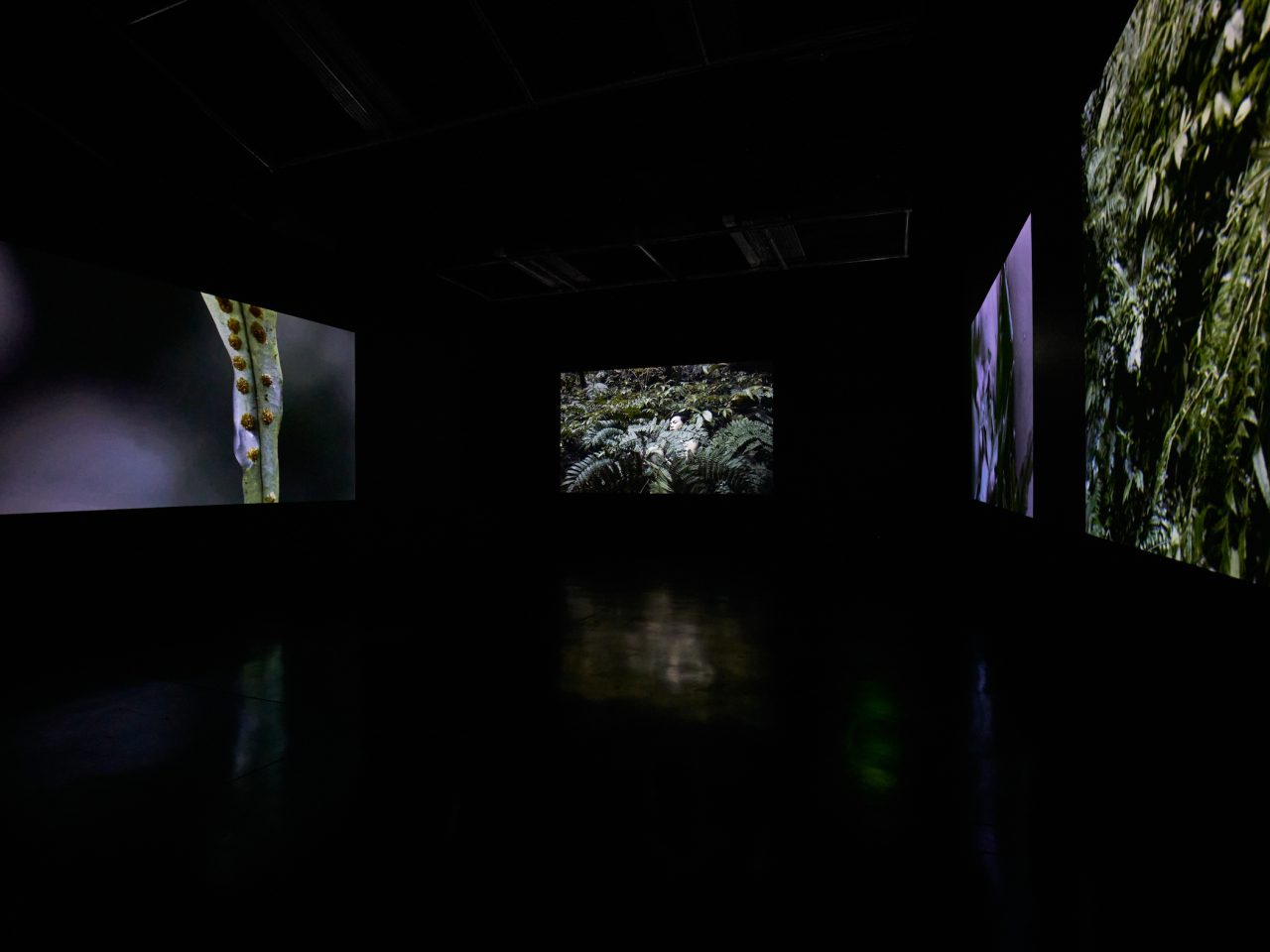 A four screen film of the forest, on one screen, someone is balling beneath the leaves.